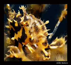 Sargassum Anglerfish.
 by Adolfo Maciocco 